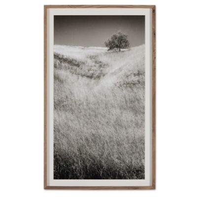 Amber Lewis x Four Hands Calabasas Oak Wall Art