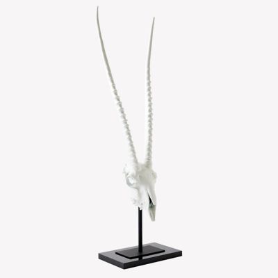 Gemsbok Skull  Sculpture