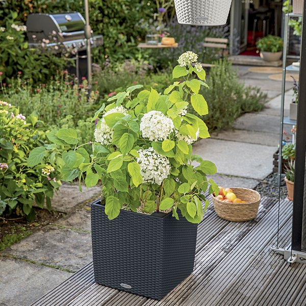 Cube Cottage AIO Self-Watering Indoor/Outdoor Planter