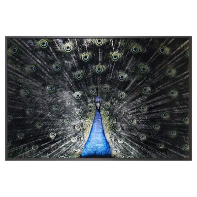 Brilliant Plumage Framed Art