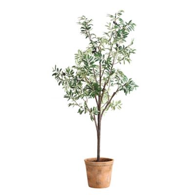 Olea Potted Tree