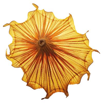 Medusa LED Wall Sconce
