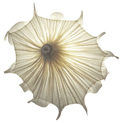 Aqua Creations Medusa LED Wall Sconce - Color: Cream - Medusa-cream