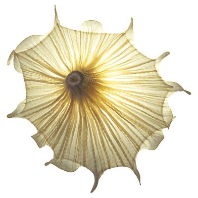 Aqua Creations Medusa LED Wall Sconce - Color: Gold - Medusa-gold