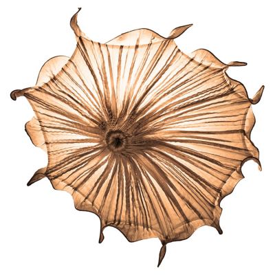 Aqua Creations Medusa LED Wall Sconce - Color: Brown - Medusa-sand