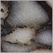 Calacatta Marble